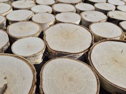 Holzpaneele mit Birkenscheiben